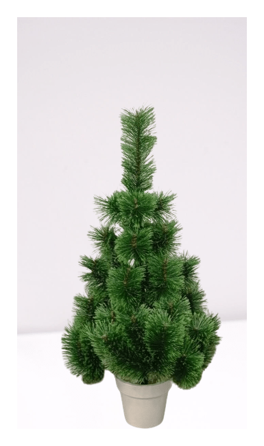 Сосна Розпушена в горщику зелена 8786891