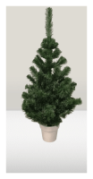 Ялинка Лісова в горщику, зелена