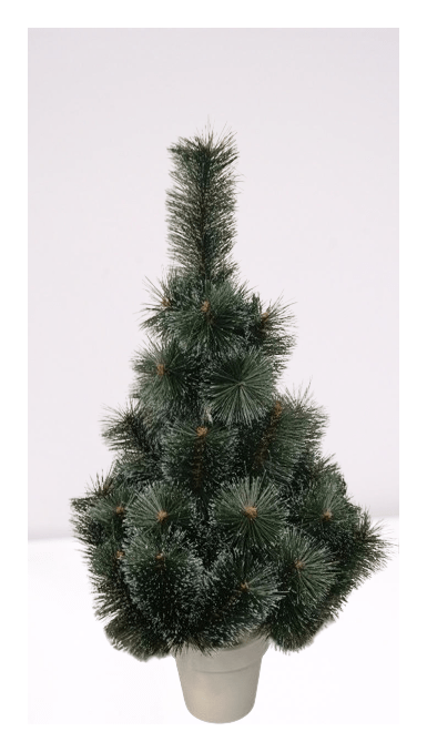 Сосна в горщику засніжена 5919901